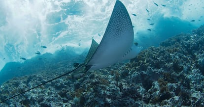 Viaje al fondo de los océanos en Malpelo, Colombia Mantarraya