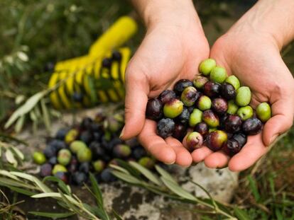 La agricultura bate récords exportando