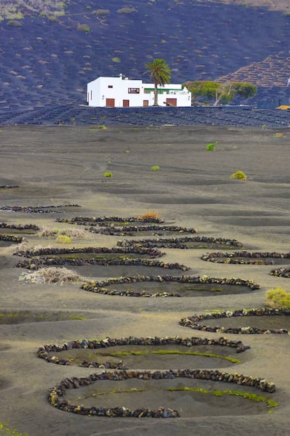 <p><strong>- Alongarse.</strong> “Se alongó tanto intentando alcanzar la gorra que se le había caído, que, aunque estaba cogido de la baranda, se cayó al agua”. Del español antiguo alongar, procedente del latín elongare (alagar), quizás por influencia del portugués. Alguien confía demasiado en su elasticidad, y alarga su cuerpo hacia delante sin ver el riesgo de caer al perder el equilibrio cuando sobrepasa una baranda o una orilla. Es lo que haces para lucirte en tus selfis. De tan chulo, terminas cayendo.</p> <p><strong>- Engodo.</strong> “Sabe muy bien usar el engodo. Solo con decirle buenas palabras, le saca todo lo que quiere”. De origen portugués. El cebo que se echa al agua para atraer a los peces al lugar de pesca es engodo, que también sirve para obtener de alguien lo quieres a base de regalarle el oído. Lo tuyo es el arte de la pesca o de los halagos.</p> <p>- <strong>Jeito.</strong> “Hizo un mal jeito y se quedó cojeando”. También procedente del portugués. Estamos hablando de cuando vas paseando por la calle, te crees un jovenzuelo, te metes en un partido de fútbol en el parque con unos chavales y… crack, te rompes. Has hecho un movimiento brusco, un jeito, y te has hecho un esquince. </p> En la imagen, viñedos en la isla de Lanzarote.