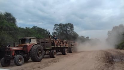 Un tractor cargado de madera rumbo a los aserraderos de Monte Quemado.