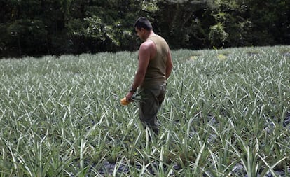 Un excombatiente recorre el cultivo de piñas en el ETCR de Agua Bonita.