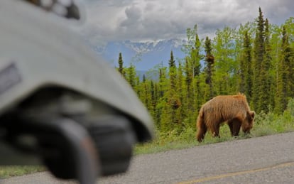 Encuentro con un oso grizzlie en Alaska.