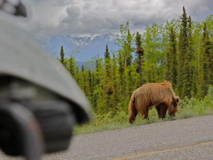 Encuentro con un oso grizzlie en Alaska.