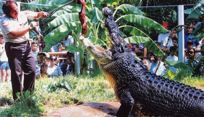 El Gomek es cruspeix una llúdriga rosegadora per berenar en els seus bons anys a la granja d'al·ligàtors de San Agustín, Florida.