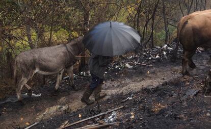 Un hombre atraviesa con sus animales, tras la devastadora oleada de incendios de 2017, la tierra quemada en la sierra lucense de Os Ancares.