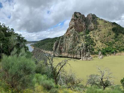 La planta invasora en la zona conocida como 'El Salto del gitano' del Parque Nacional de Monfragüe.