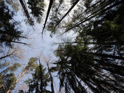 Un bosque cerca de Gatsuk (Bielorrusia).