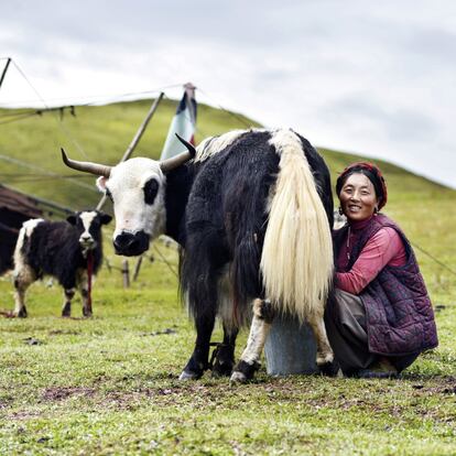 Una mujer khampa ordeña una vaca en Kham, una región histórica que abarca una zona dividida entre la actual Región autónoma de Tíbet y Sichuan, en China. Kham está habitada por más de 14 grupos étnicos cultural y lingüísticamente distintos. Los khampa presumen de ser guerreros reconocidos por ser excelentes jinetes y tener una gran puntería.
