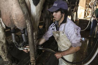 Un pequeño productor extrae leche de una vaca.