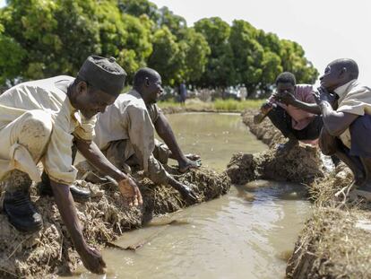 Alhaji Umar Abubacar y sus trabajadores disfrutan con el agua que brota en su arrozal en Suru, al noroeste de Nigeria.