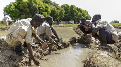 Alhaji Umar Abubacar y sus trabajadores disfrutan con el agua que brota en su arrozal en Suru, al noroeste de Nigeria.