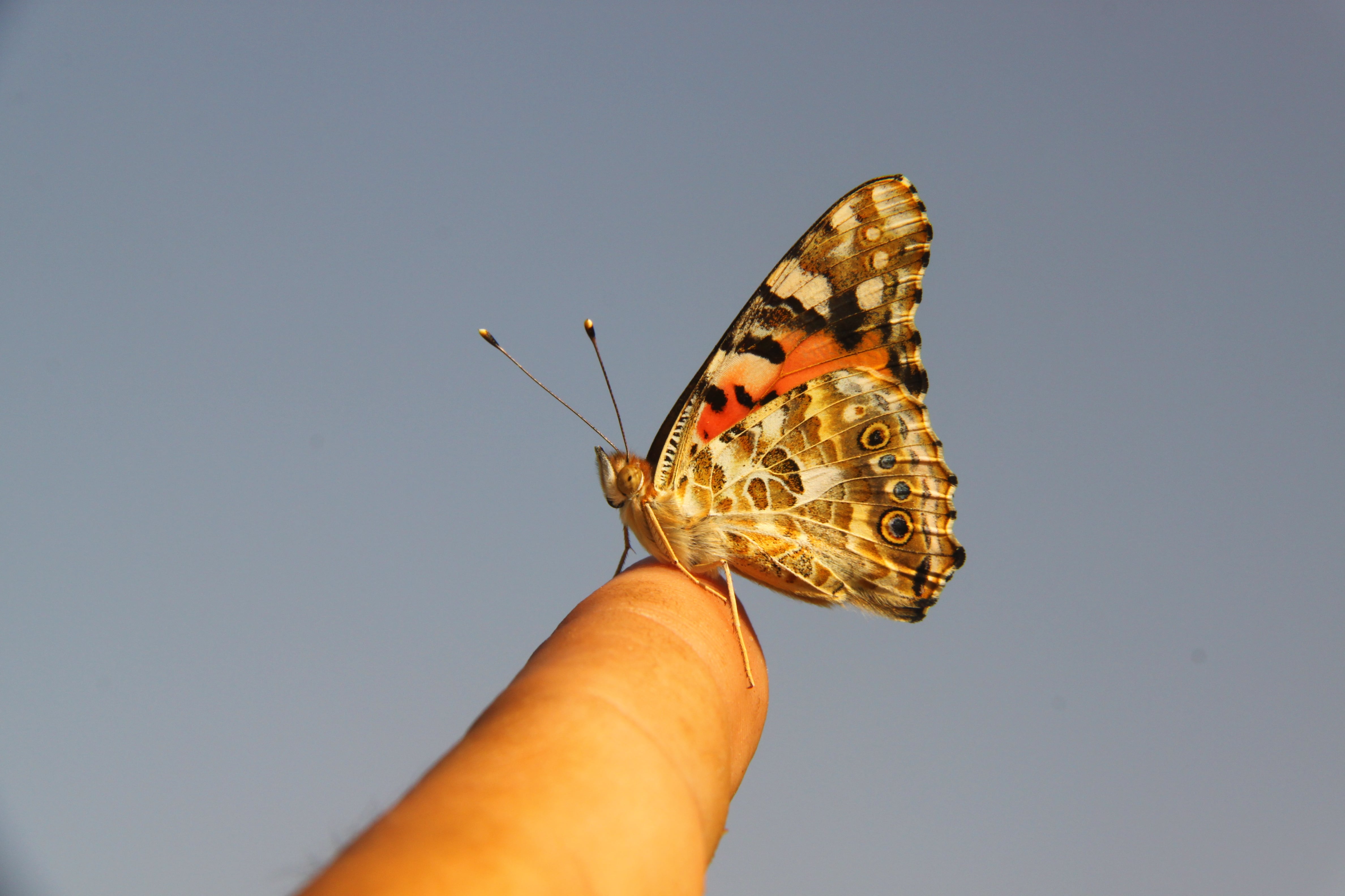 El misterio de las mariposas que aparecieron al otro lado del Atlántico 