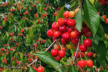 Un cerezo carga sus ramas con sus frutos maduros.