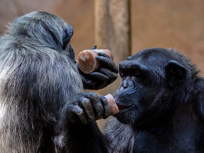 Dos chimpancés comiendo helado