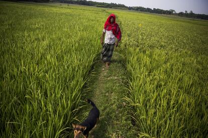 El agricultor Sheij Badcha, que se dedica al cultivo del arroz, camina por sus campos.
