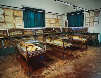 Vista general de la sala XXIX del Museo La Specola de Florencia. 