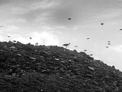 Decenas de aves sobrevuelan el vertedero de Serra Llarga, en la provincia de Lleida.