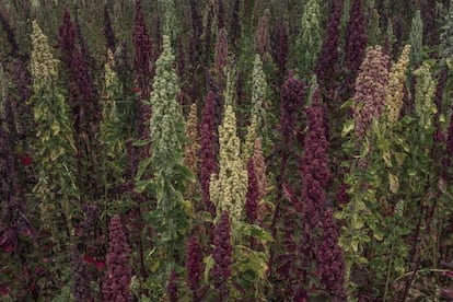 La producción de quinoa hoy abarca 65.280 hectáreas de cultivo y una producción de 89.775 toneladas, según los registros del 2019. En la imagen, mazorcas de quinoa blanca con amarillo y rojo de calidad 'kelluwitulla' que han sido rescatadas por las comunidades campesinas del Altiplano.