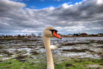 Paisaje pantanoso de la campiña inglesa en la localidad de Chichester, en Sussex.