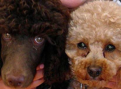 Los colores de los perros están determinados por tres genes.