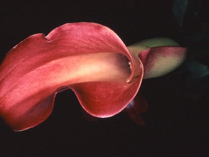 Flower Rondeau