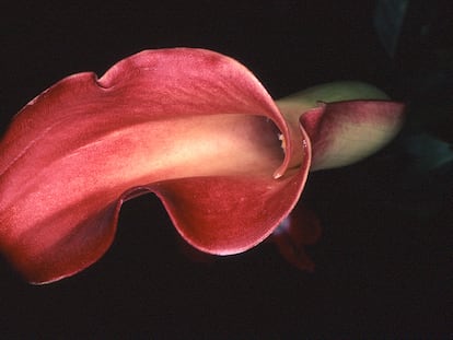 'Nobuyoshi Araki 2'. De la serie 'Flower Rondeau' (Rondó de flor), 1997- 2016. Colección Per Amor a l' Art.