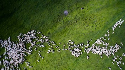 Dupin, o criador do Dronestagram, havia tempo conduzia drones, ”como paixão pessoal”, e de vez em quando também fazia fotos e vídeos. “Um dia, enquanto fazia uma foto de grupo com vários participantes de uma conferência em São Petersburgo (Rússia), um drone se aproximou de nós. E nos imortalizou”. Na foto, o segundo prêmio na categoria de natureza e Fauna do Dronestagram em 2016.