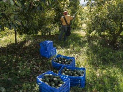 Michoacán es el primer productor del mundo de esta fruta, cuyo  boom  comercial también ha traído al Estado mexicano violencia, deforestación y precariedad laboral