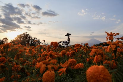 Vista de los campos de cempasúchil en Atlixco, Puebla, en noviembre de 2024.