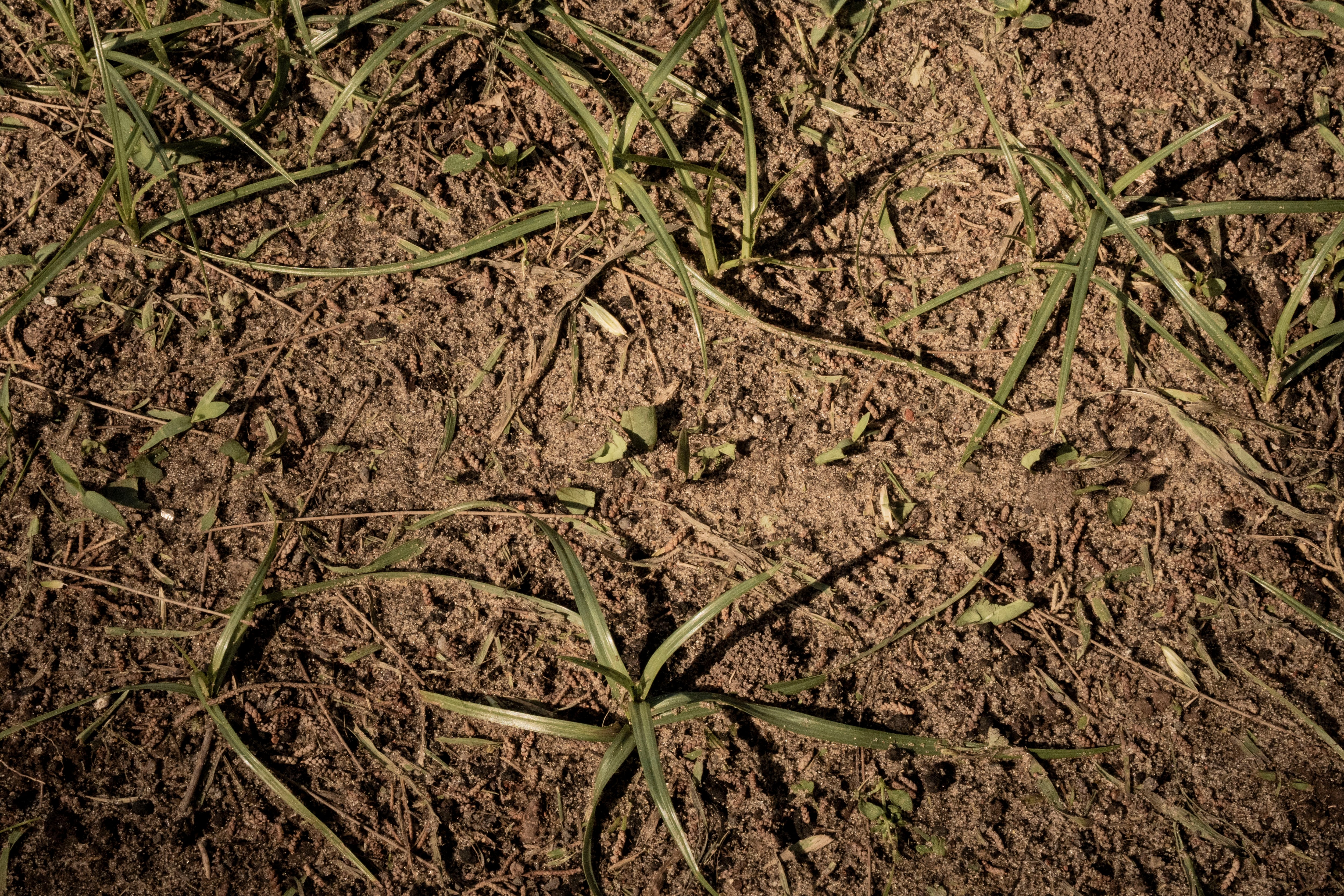 Cadena de hormigas que se alimentan en la huerta.