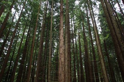 Bosque de secuoyas en Cabezón de la Sal (Cantabria).