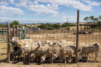 Un grupo de ovejas y cabras en el recinto del santuario.