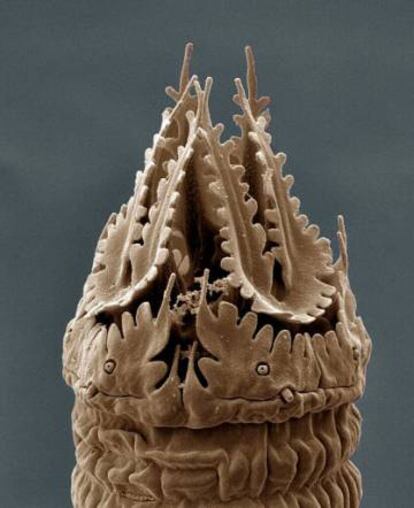 Sección del 'Nothacrobeles lanceolatus'