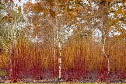  Uno de los jardines de invierno ingleses en los que se busca lucir los colores de las plantas arbustivas y arbóreas. 