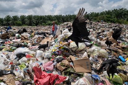 Los zopilotes son las aves carroñeras que inundan el vertedero de La Metálica. En la zona les llaman “limpiamundos” porque se lo comen todo.