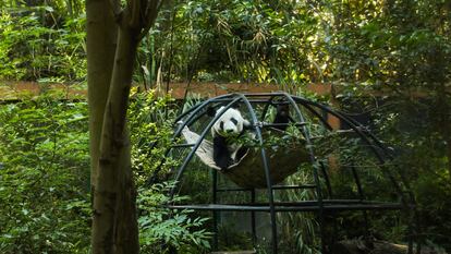 Xin Xin descansa en su hamaca en el zoológico de Chapultepec, el 30 de abril.