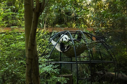 Xin Xin descansa en su hamaca en el zoológico de Chapultepec, el 30 de abril.