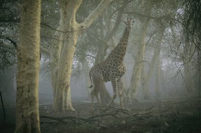 Una jirafa camina por un bosque brumoso en la reserva Ndumu Game, en Sudáfrica.