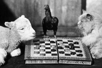La partida de damas imposible: corderito versus gato y con un gallo de árbitro.