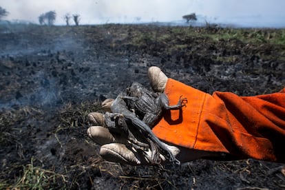 Alguns dos animais que foram carbonizados pelo incêndio, a maioria deles répteis e anfíbios de mobilidade reduzida.