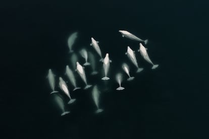 Un grupo de belugas nada en el océano Ártico, en Noruega.