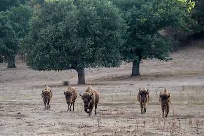 Bisontes, en la dehesa. 