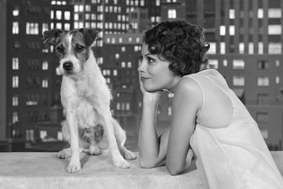 'The Artist' (Michel Hazanavicius, 2011)

	Un simpático perro de raza Jack Russell conseguía hacerse con todas las miradas y los focos la noche en que The Artist recibió su ración de oscars en la gala de los premios. A la excepcionalidad de una película muda y en blanco negro se sumaba como protagonista la última mascota recién llegada al firmamento cinematográfico.