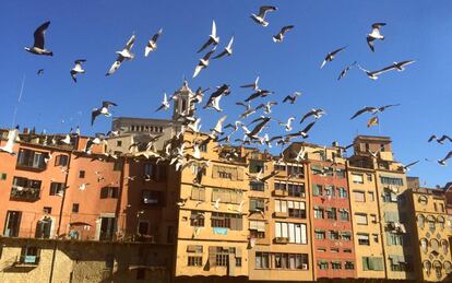 Gaviotas sobrevolando la ciudad de Girona.