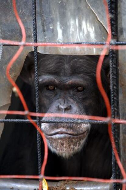 Un chimpancé en el centro de recuperación de primates Rainfer.