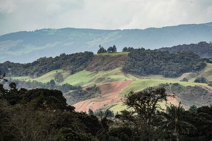 El paisaje natural de los Llanos de Cuiba se ha visto alterado por la ganadera y cultivos, lo que ha puesto a esta especie en peligro crtico de extincin.  