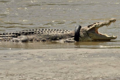 El cocodrilo nada en el río Palu con la rueda alrededor de su cuello.