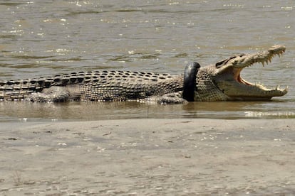 El cocodrilo nada en el r&iacute;o Palu con la rueda alrededor de su cuello.