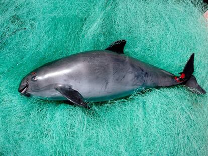 Una vaquita marina muerta.