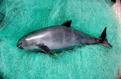 Una vaquita marina muerta.